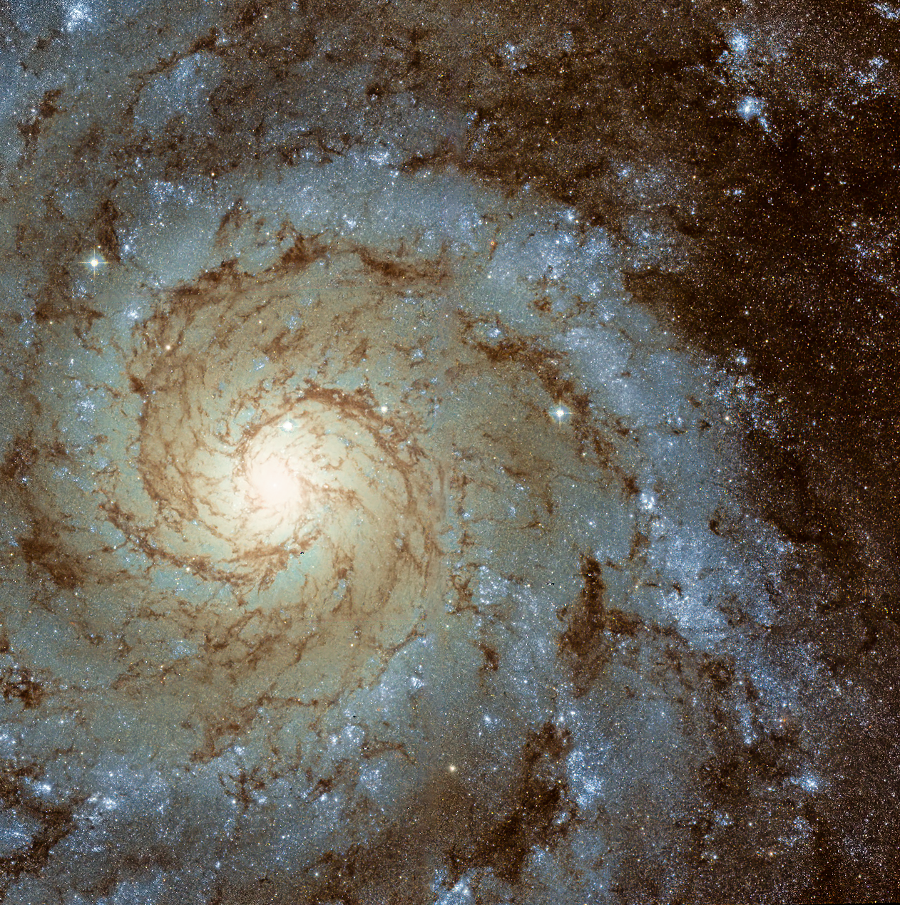 Michael L. | Phantom Galaxy(M74)